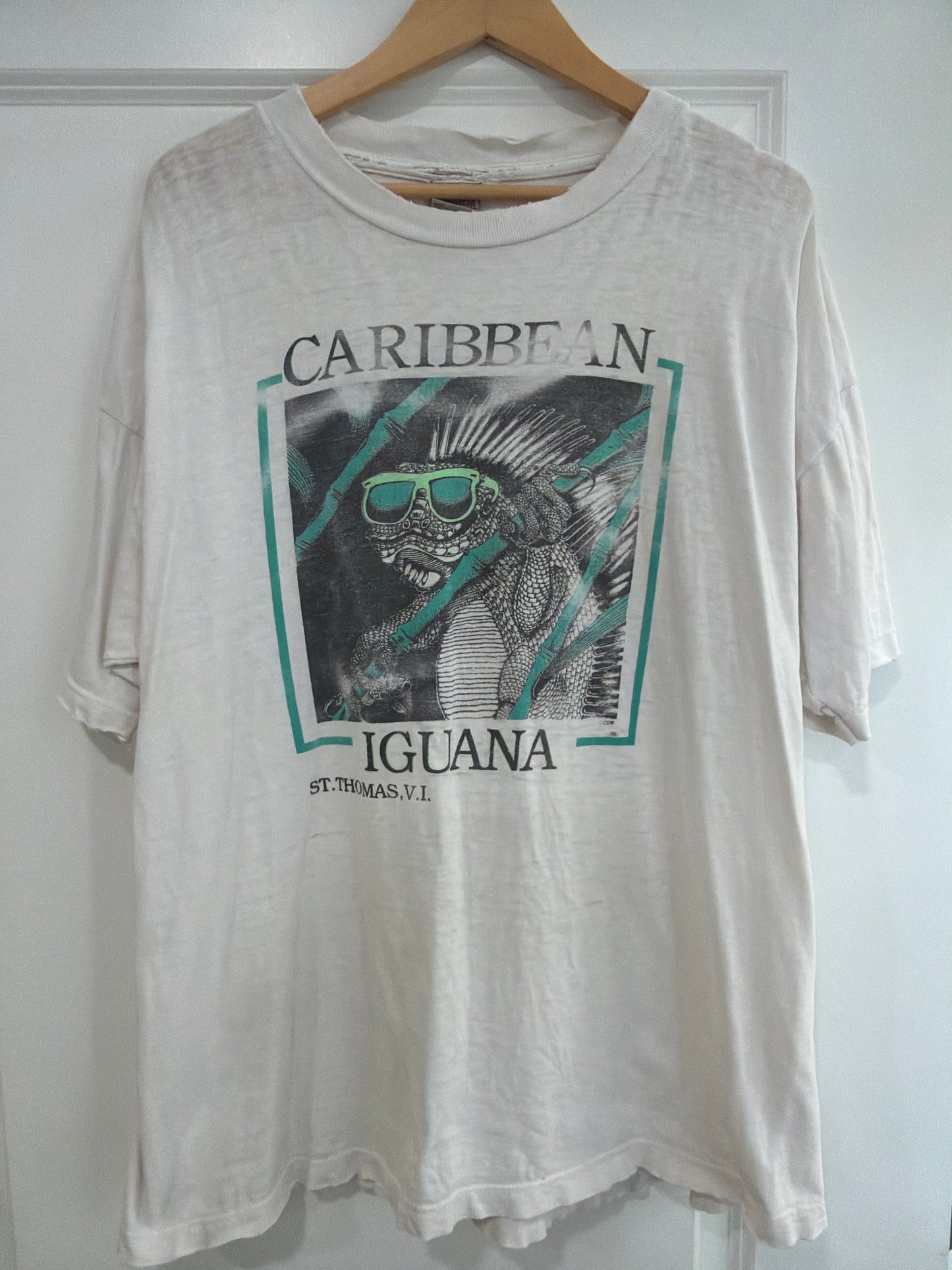 Caribbean Iguana
